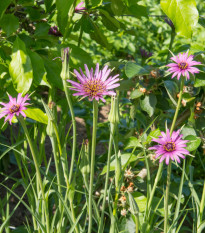 Kozobrada fialová - Tragopogon porrifolius - semená - 90 ks