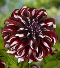 Georgína Tartan - Dahlia - cibuľoviny - 1 ks