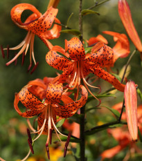 Ľalia Tigrinum - Lilium - cibuľoviny - 1 ks