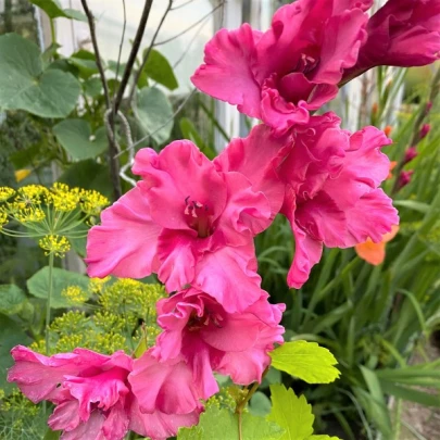 Gladiola Kingston Ruffle - Gladiolus - cibuľoviny - 3 ks