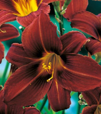 Ľaliovka Black Prince - Hemerocallis - cibuľoviny - 1 ks