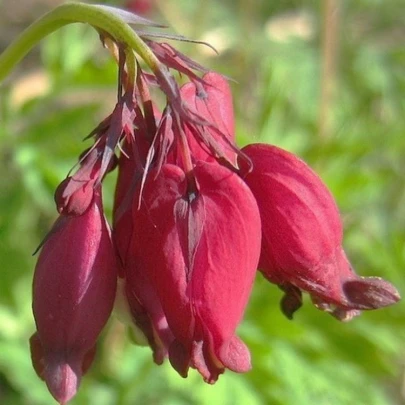 Srdcovka formosa Bacchannal - Dicentra formosa - cibuľoviny - 1 ks