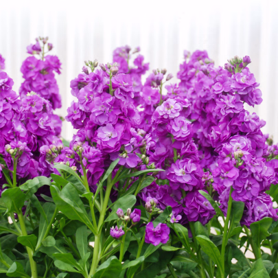 Fiala Hot cakes - Matthiola incana - semená - 40 ks