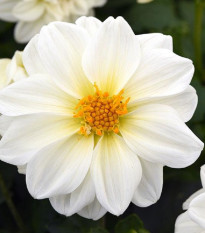 Georgína premenlivá Figaro biela - Dahlia variabilis - semená - 20 ks