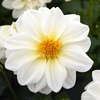 Georgína premenlivá Figaro biela - Dahlia variabilis - semená - 20 ks