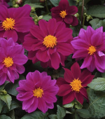 Georgína premenlivá Figaro Violet shades - Dahlia variabilis - semená - 20 ks