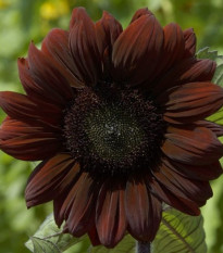 Slnečnica ročná Claret F1 - Helianthus annuus - semená - 10 ks