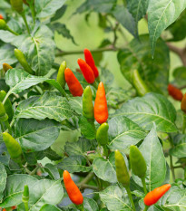 Chilli Thai Hot Birds Eye - Capsicum annuum - semená - 6 ks