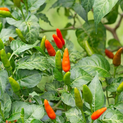 Chilli Thai Hot Birds Eye - Capsicum annuum - semená - 6 ks