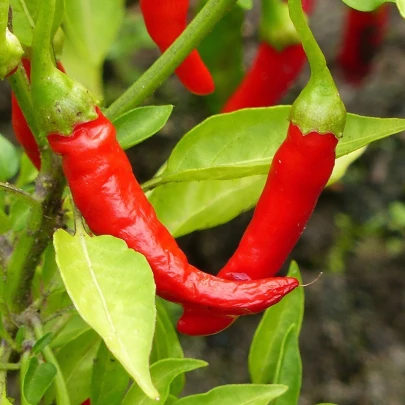 Paprika Žitava - Capsicum annuum - semená - 30 ks