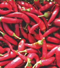 Paprika Kora Zel - Capsicum annuum - semená - 40 ks