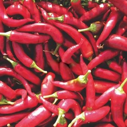 Paprika Kora Zel - Capsicum annuum - semená - 40 ks