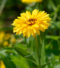 Nechtík lekársky Bon Bon žltý - Calendula officinalis - semená - 20 ks