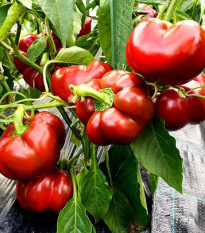 Paprika Topepo Rosso - Capsicum annuum - semená - 20 ks