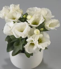 Eustoma Carmen Ivory F1 - Eustoma grandiflorum - semená - 12 ks