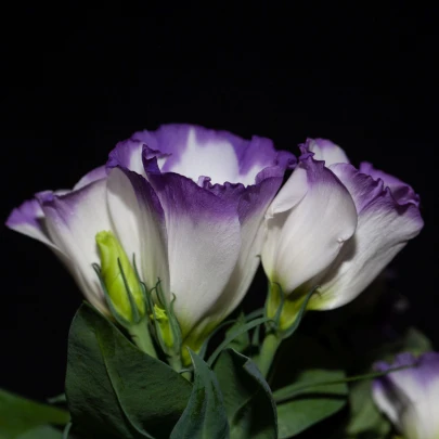 Eustoma Blue Rim F1 - Eustoma grandiflorum - semená - 12 ks