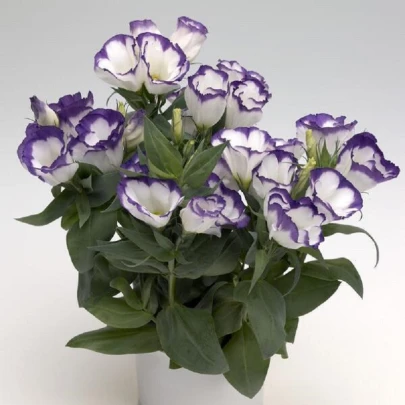 Eustoma Blue Rim F1 - Eustoma grandiflorum - semená - 12 ks