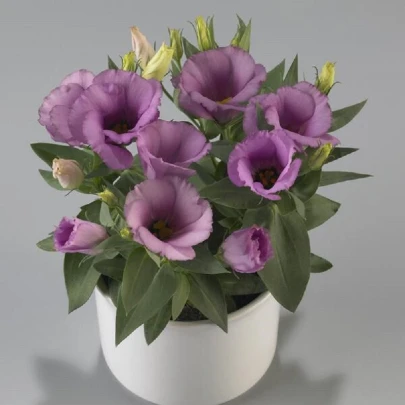 Eustoma Lilac F1 - Eustoma grandiflorum - semená - 12 ks