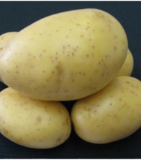 Sadbové zemiaky Princess - Solanum tuberosum - 5 kg