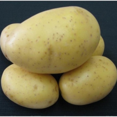 Sadbové zemiaky Princess - Solanum tuberosum - 5 kg