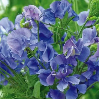 Hrachor voňavý kráľovský modrý - Lathyrus odoratus - semená - 20 ks