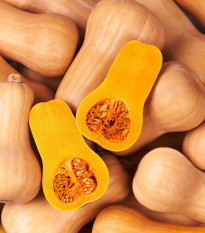 Tekvica maslová Butternut - Cucurbita moschata - semená - 6 ks