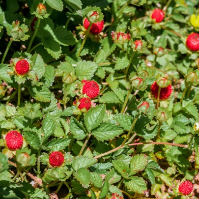 Jahôdka indická Tutti Frutti - Duchesnea indica - semená - 15 ks