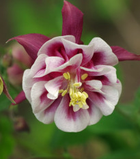 Orlíček Winky Red White Double - Aquilegia - prostokorenené sadenice - 1 ks