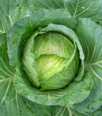 Kel hlávkový Predzvesť - Brassica oleracea var. Sabauda - semená - 100 ks