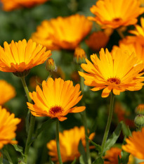 BIO Nechtík lekársky oranžový - Calendula officinalis - semená nechtíka - 30 ks