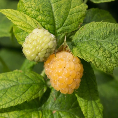 Maliník žltý - Rubus idaeus - jednoducho korenené sadenice - 2 ks