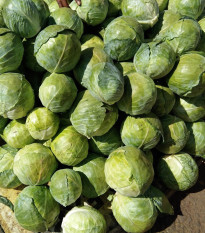 BIO Kel ružičkový Nautic F1 - Brassica oleracea - bio semená - 20 ks