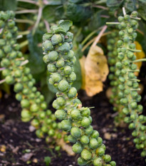 BIO Kel ružičkový Groninger - Brassica oleracea - bio semená - 50 ks