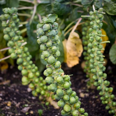 BIO Kel ružičkový Groninger - Brassica oleracea - bio semená - 50 ks