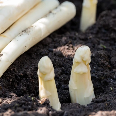 Špargľa lekárska Argenteuil na bielenie - Asparagus officinalis - semená - 15 ks