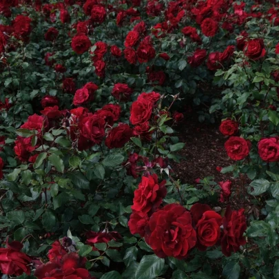 Ruža veľkokvetá kríková tmavočervená - Rosa - jednoducho korenené sadenice - 1 ks