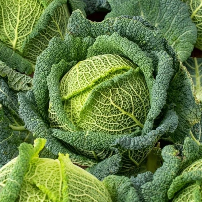 Kel hlávkový Blistra F1 - Brassica oleracea - semená - 35 ks