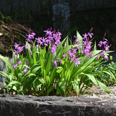 Orchidea vzpriamená ružová - Bletilla striata pink - cibuľoviny - 1 ks