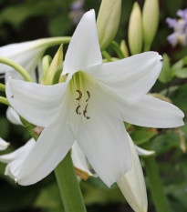 Krinum Powellii biely - Crinum Powellii album - cibuľoviny - 1 ks