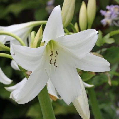 Krinum Powellii biely - Crinum Powellii album - cibuľoviny - 1 ks