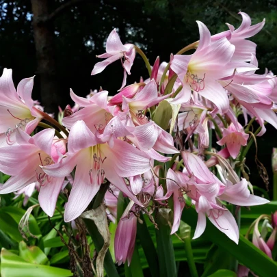 Krinum Powellii ružový - Crinum Powellii rosea - cibuľoviny - 1 ks