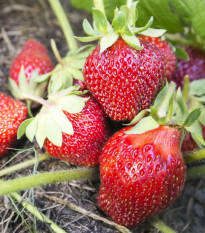 Jahodník Polka - Fragaria ananassa - jednoducho korenené sadenice - 5 ks