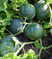 Melón cukrový Petit Gris de Rennes - Cucumis melo - semená - 10 ks