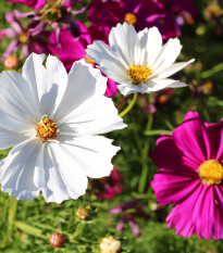 BIO Krasuľka zmes farieb - Cosmos bipinnatus - bio semená - 20 ks