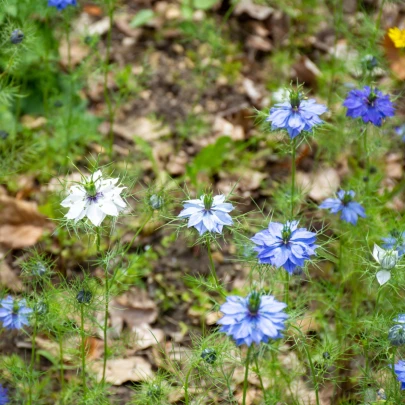 BIO Černuška damašská - Nigella damascena - bio semená - 50 ks