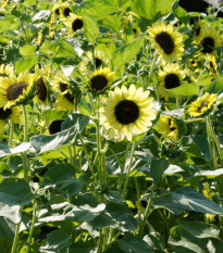 BIO Slnečnica Primrose - Helianthus annuus - bio semená - 10 ks