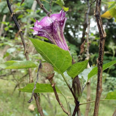 Durman metelový Ballerina - Datura metel - semená - 5 ks