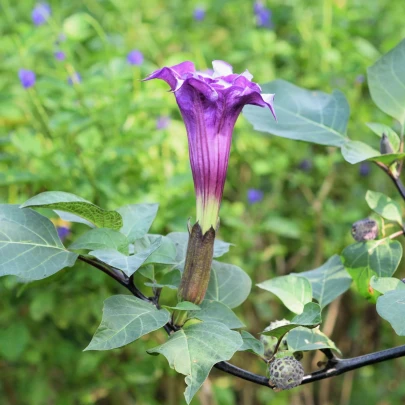 Durman metelový Double Purple - Datura metel - semená - 5 ks