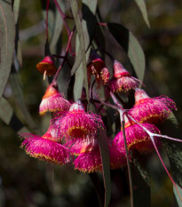 Eukalyptus caesia Magna - Blahovičník - Eucalyptus caesia - semená - 10 ks