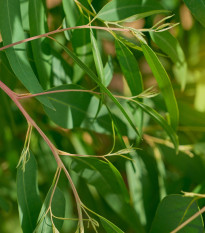 Eukalyptus vajcovitolistý - Blahovičník - Eucalyptus ovata - semená - 10 ks